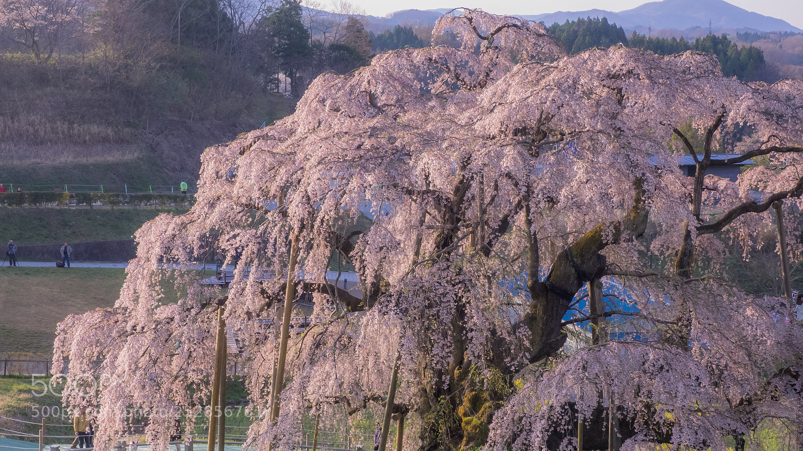 Olympus OM-D E-M1 sample photo. Full bloom photography