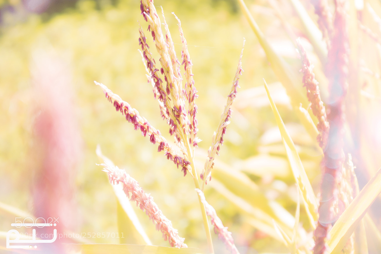 Canon EOS 750D (EOS Rebel T6i / EOS Kiss X8i) sample photo. Agricultural sprouts photography