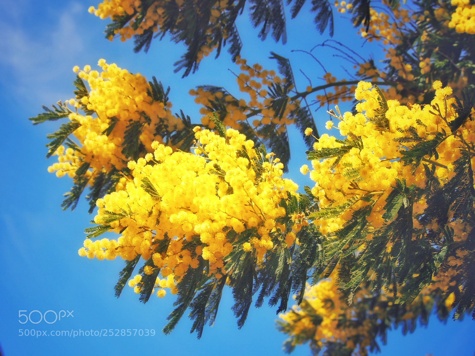 Olympus PEN E-P5 sample photo. Mimose photography