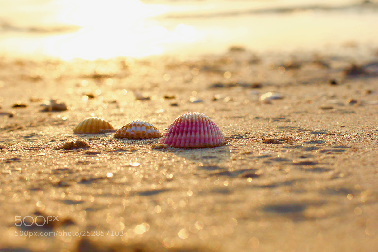 Canon EOS 60D sample photo. Summer abstract 1 photography