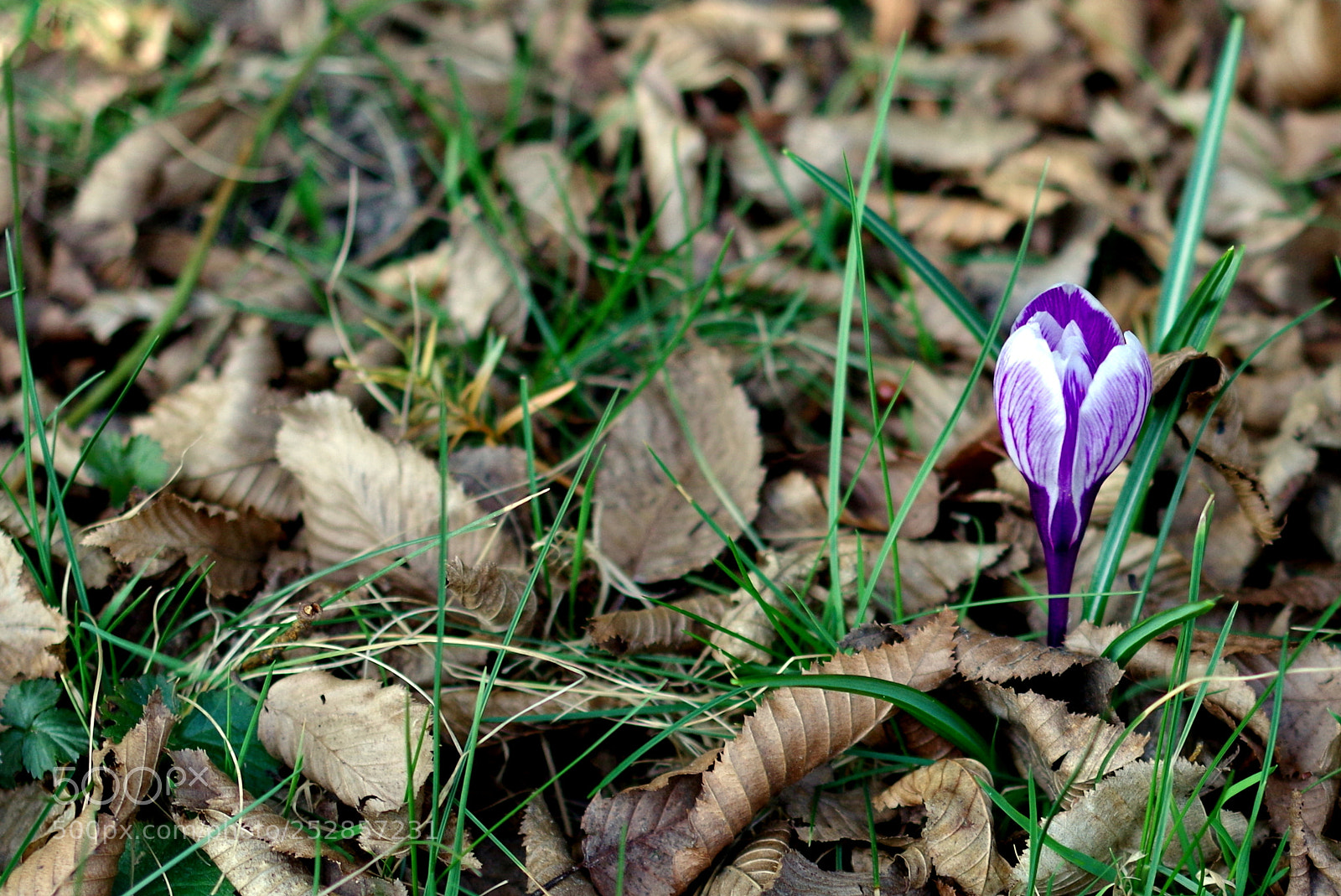 Pentax K-50 sample photo. Crocus photography