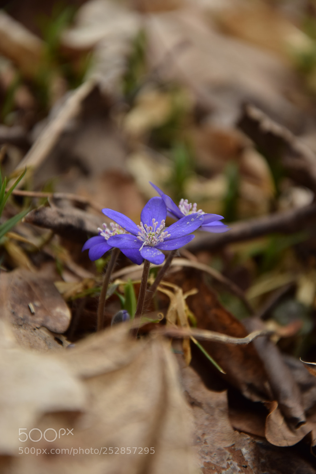 Nikon D3300 sample photo. Dsc photography