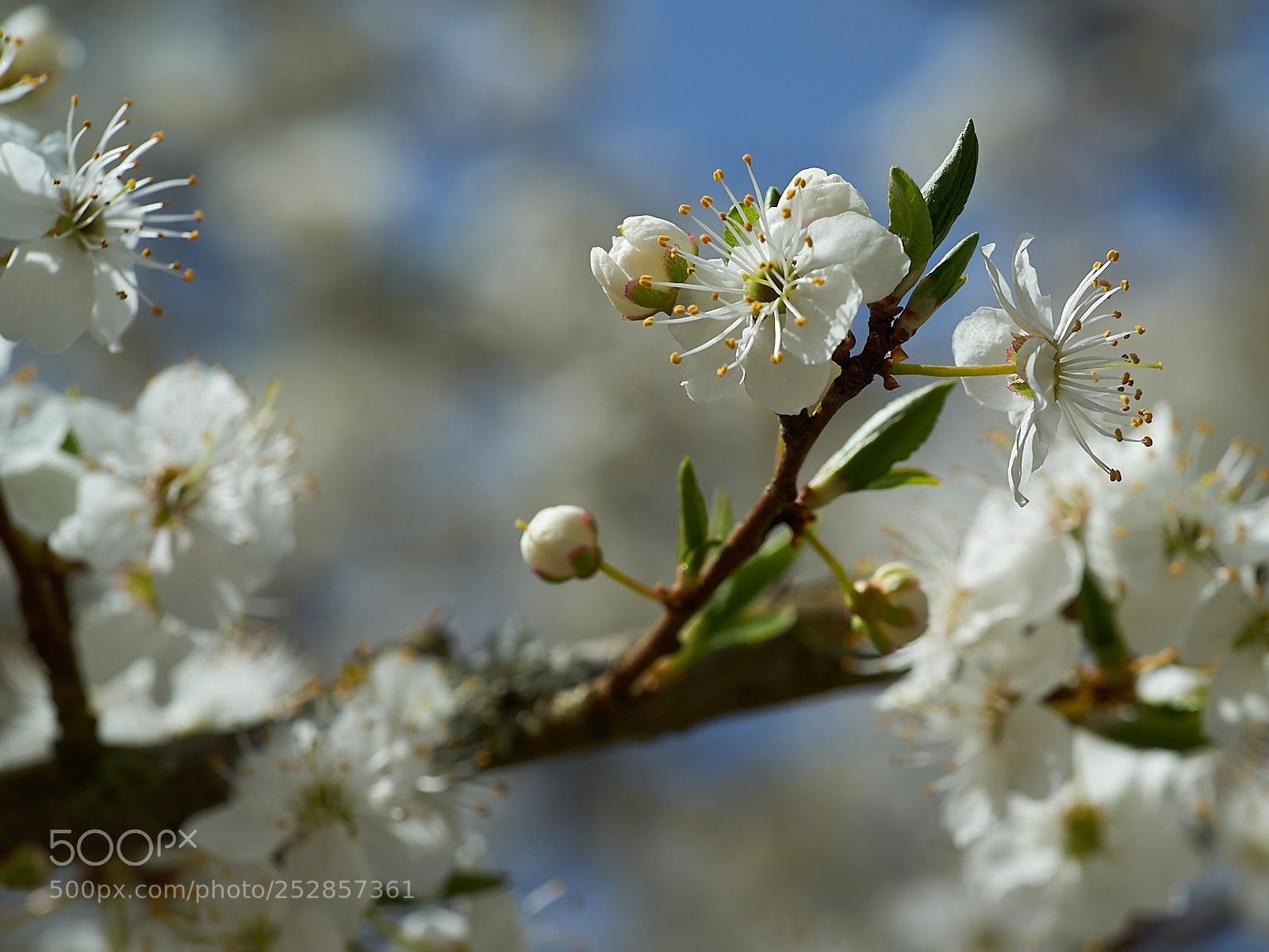 Sony a7 II sample photo. Cherryflower photography
