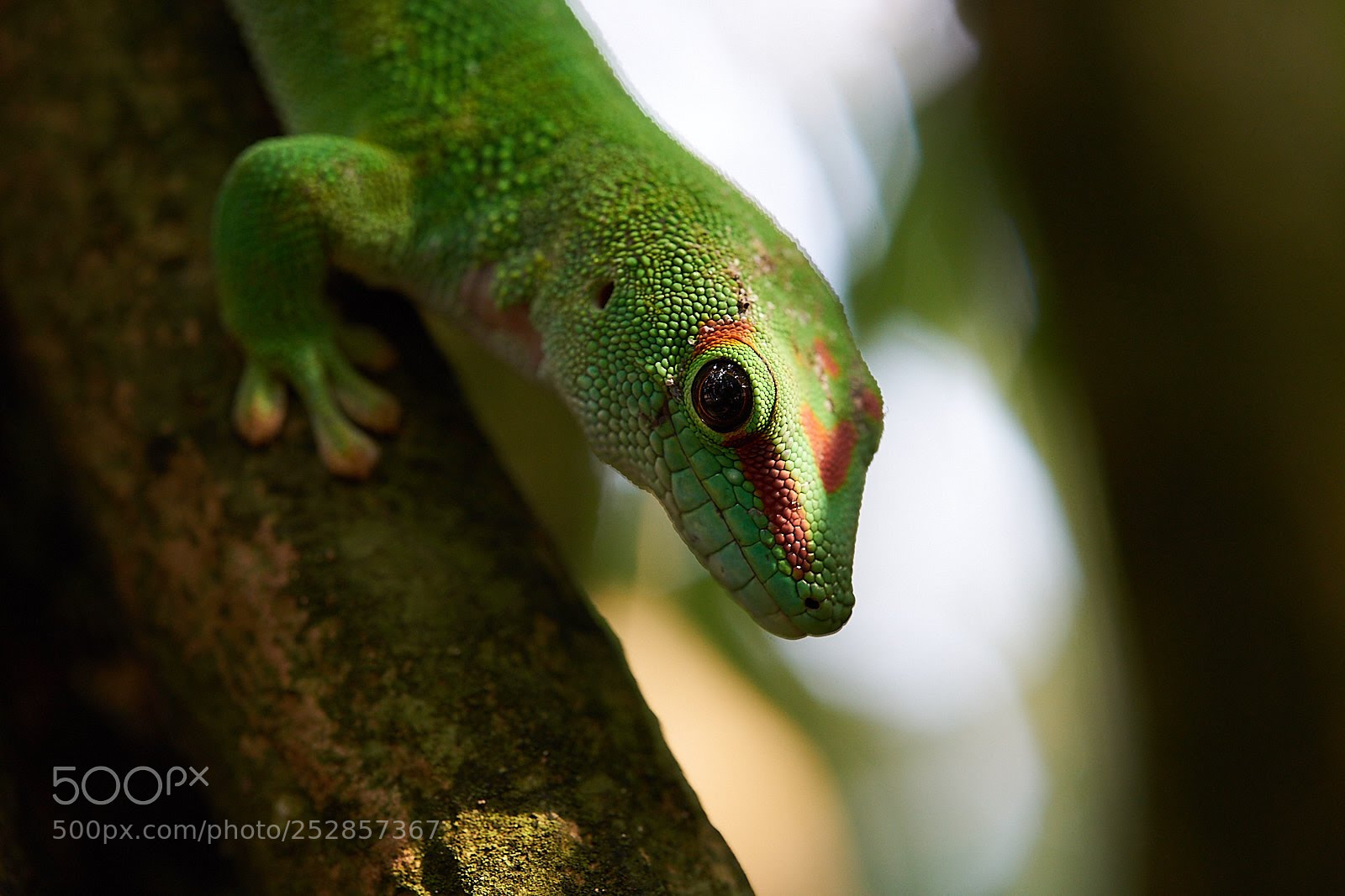 Sony a7 II sample photo. Geko photography