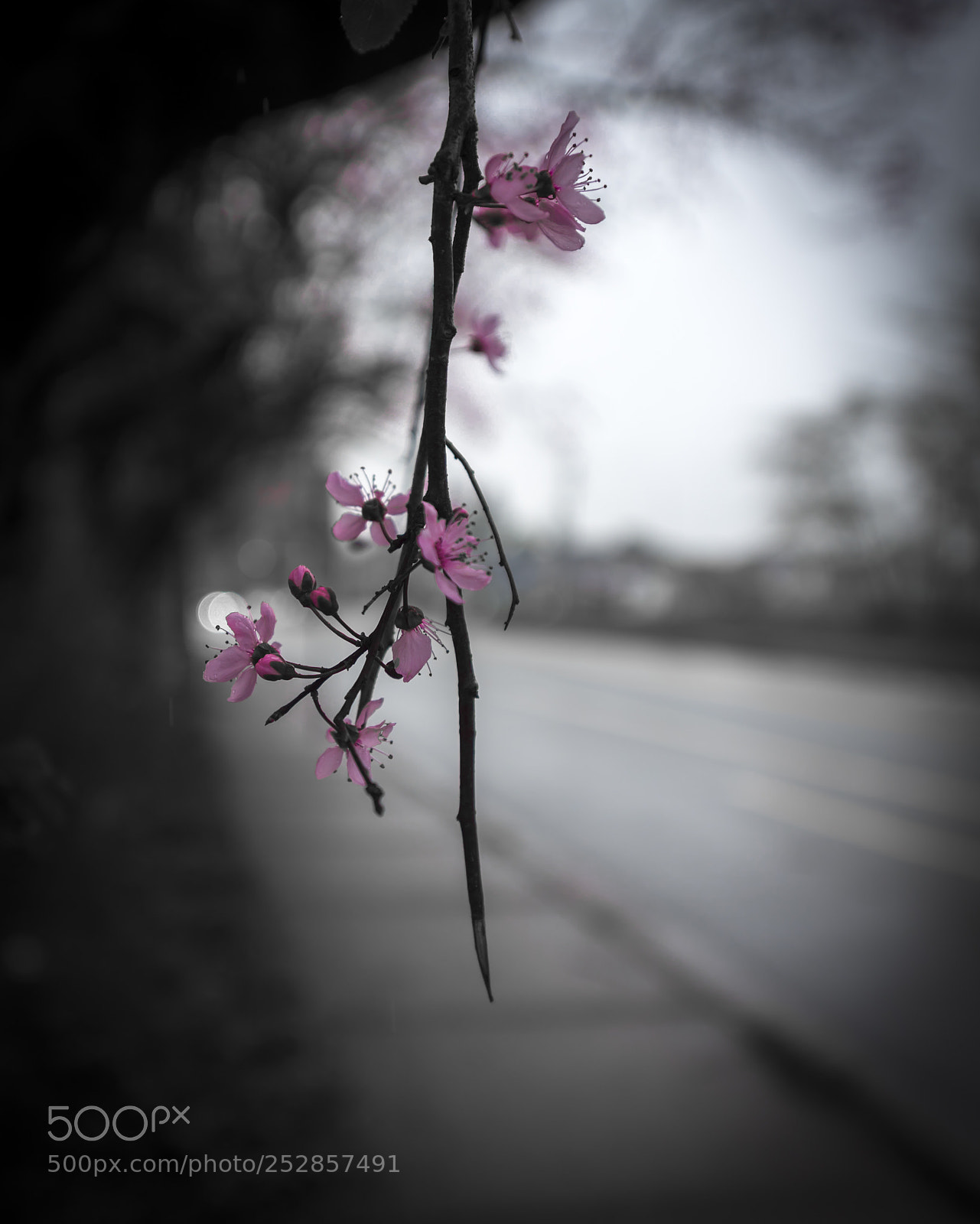 Nikon D750 sample photo. Spring - cherry blossoms photography