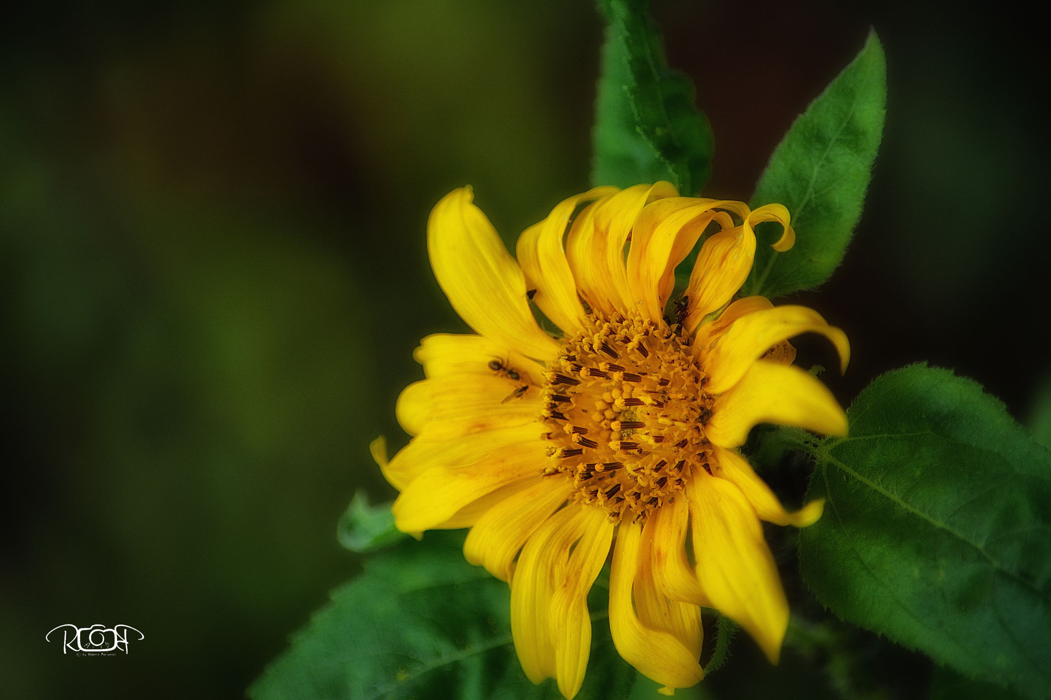 Nikon D5200 sample photo. Sonnenblume (helianthus annuus) photography
