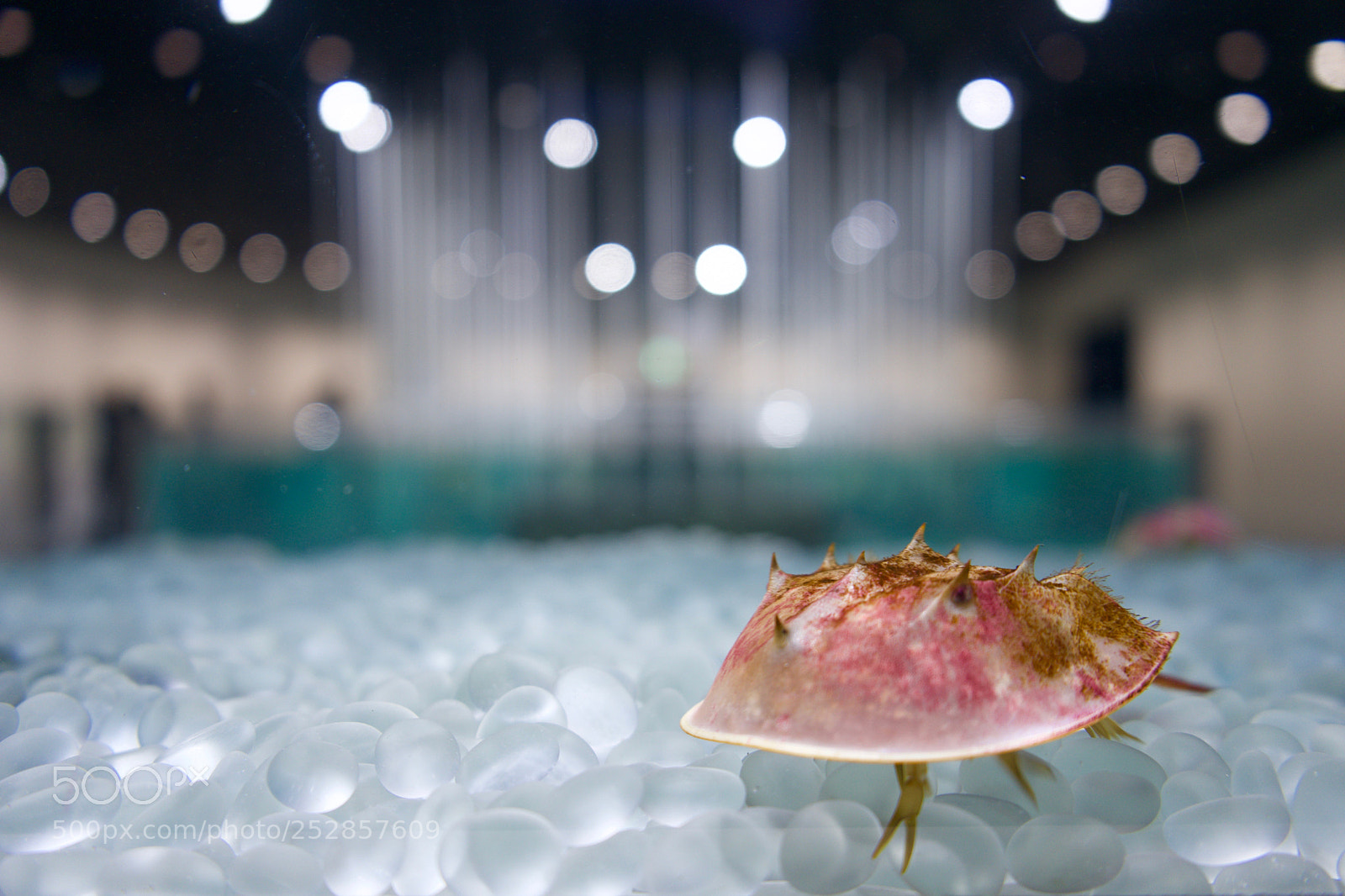 Sony a7 sample photo. Cute shrimp photography