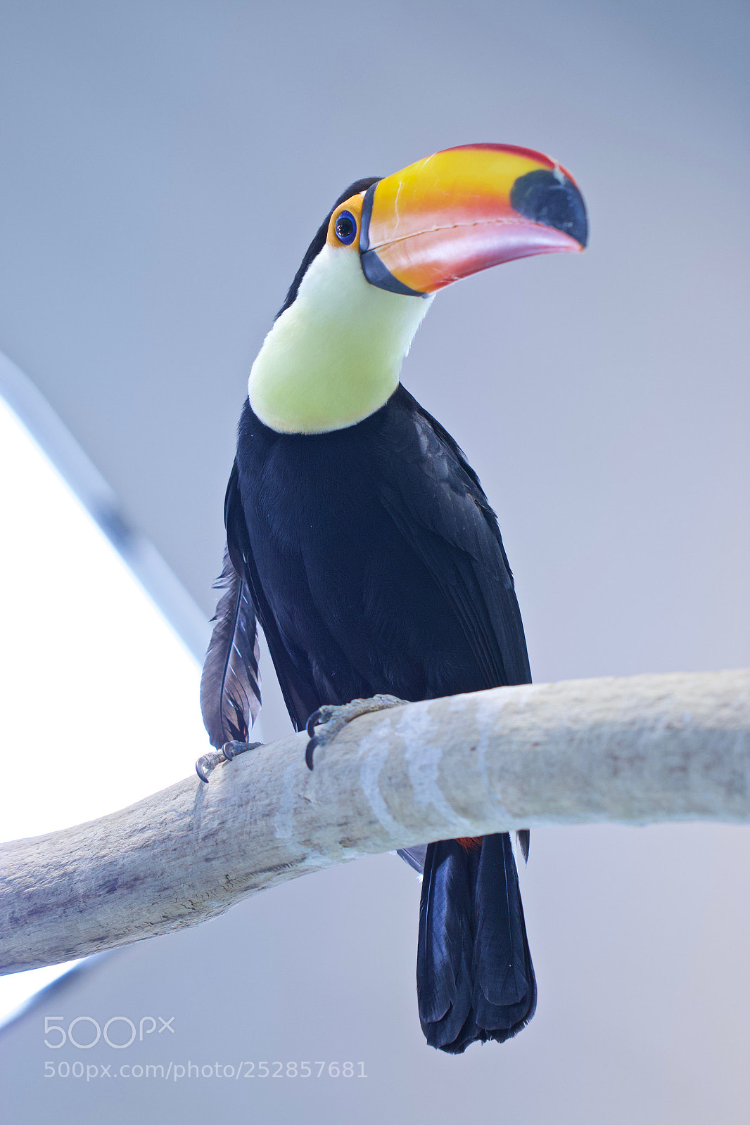 Canon EOS 70D sample photo. A bird looking to photography