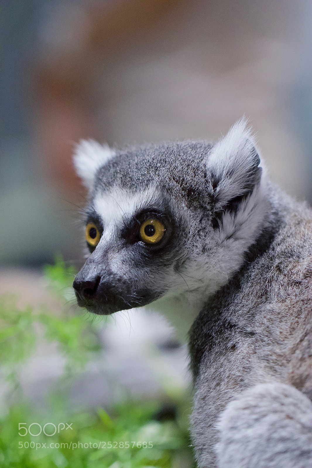 Canon EOS 70D sample photo. Monkey face photography