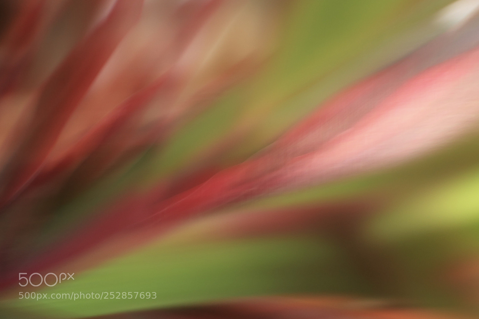 Canon EOS M6 sample photo. Red and green. long photography