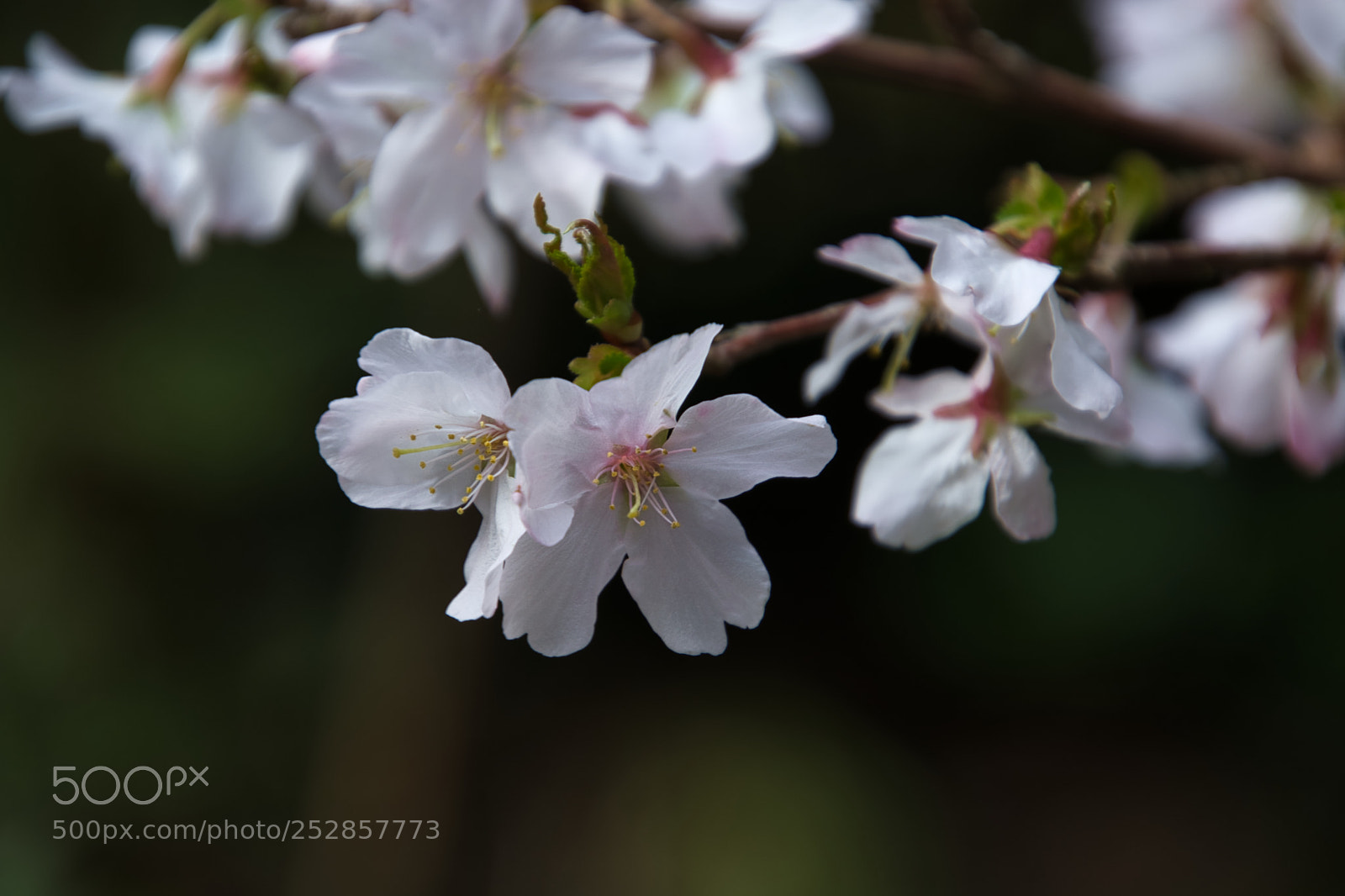 Nikon D7100 sample photo. Serene beauty photography