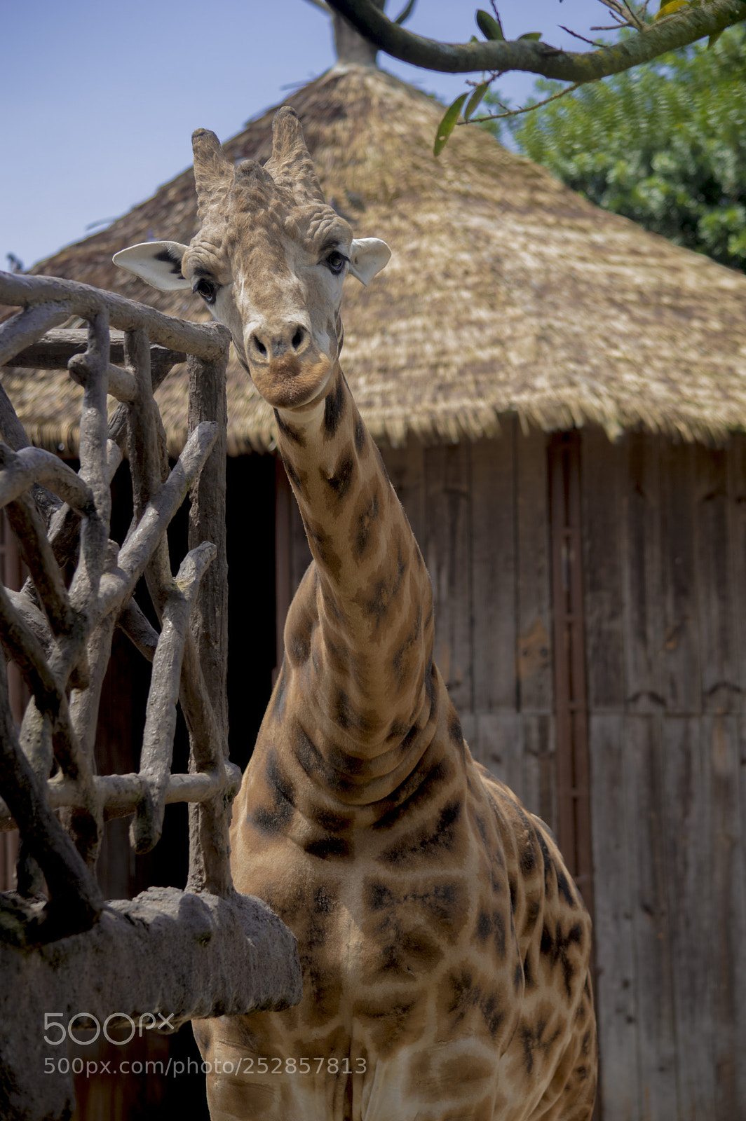 Nikon D3200 sample photo. A happy face in photography