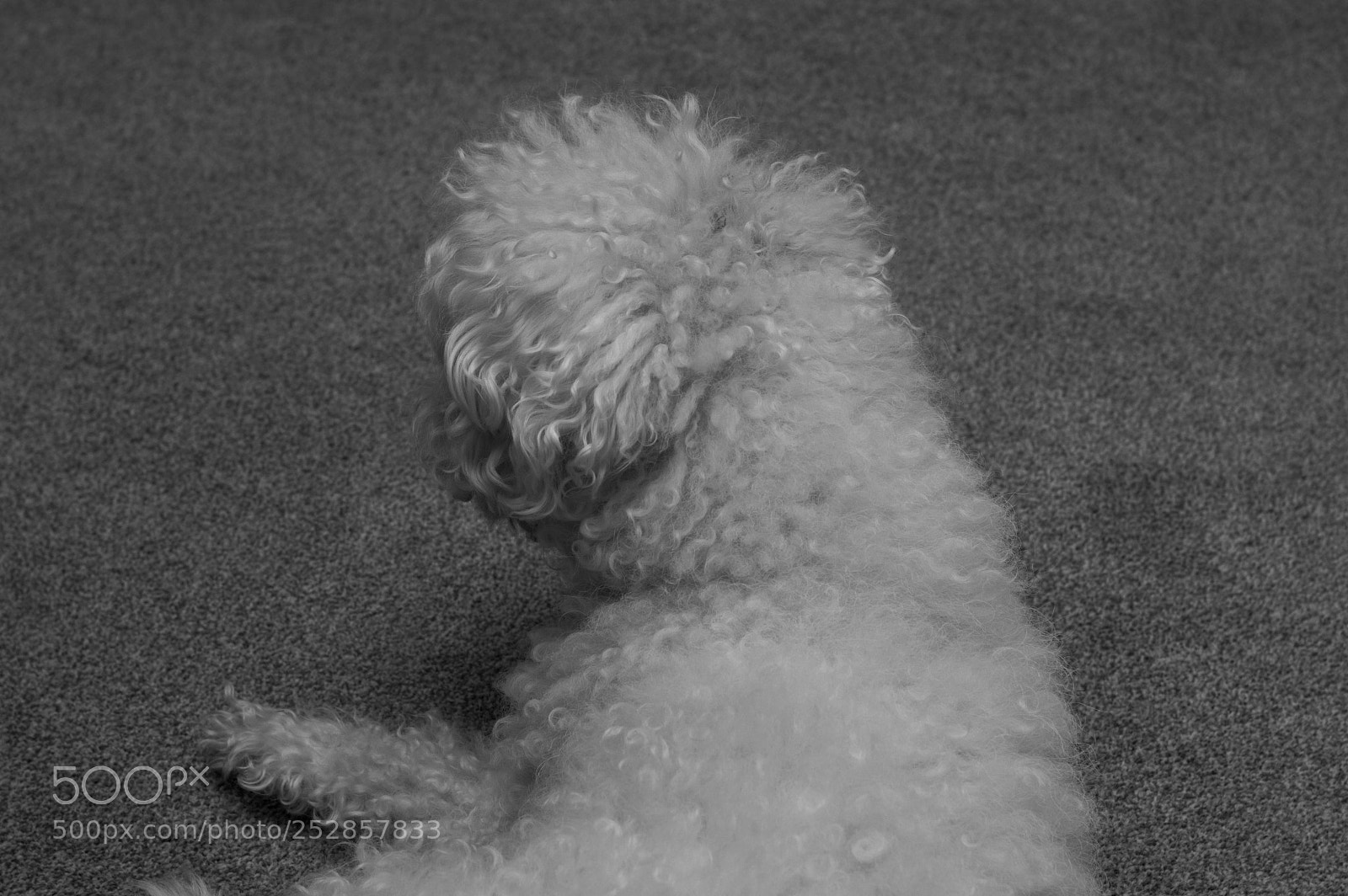 Nikon D3200 sample photo. Stuborn photography