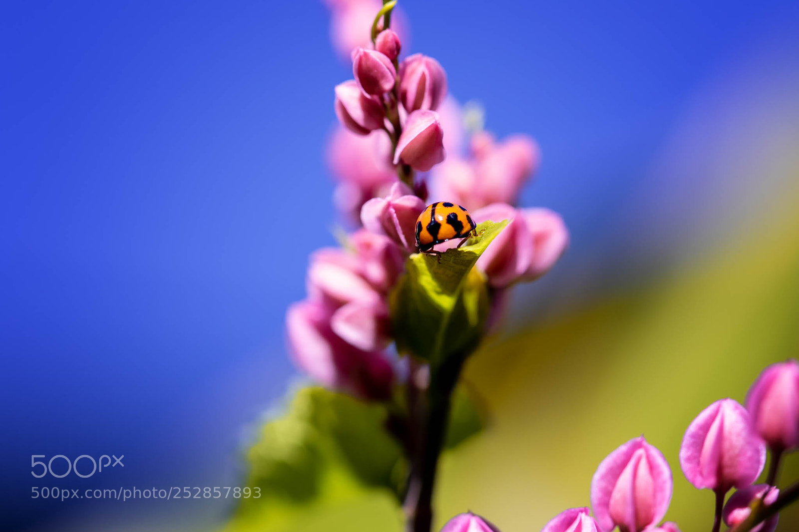 Canon EOS 7D Mark II sample photo. Flower helm photography