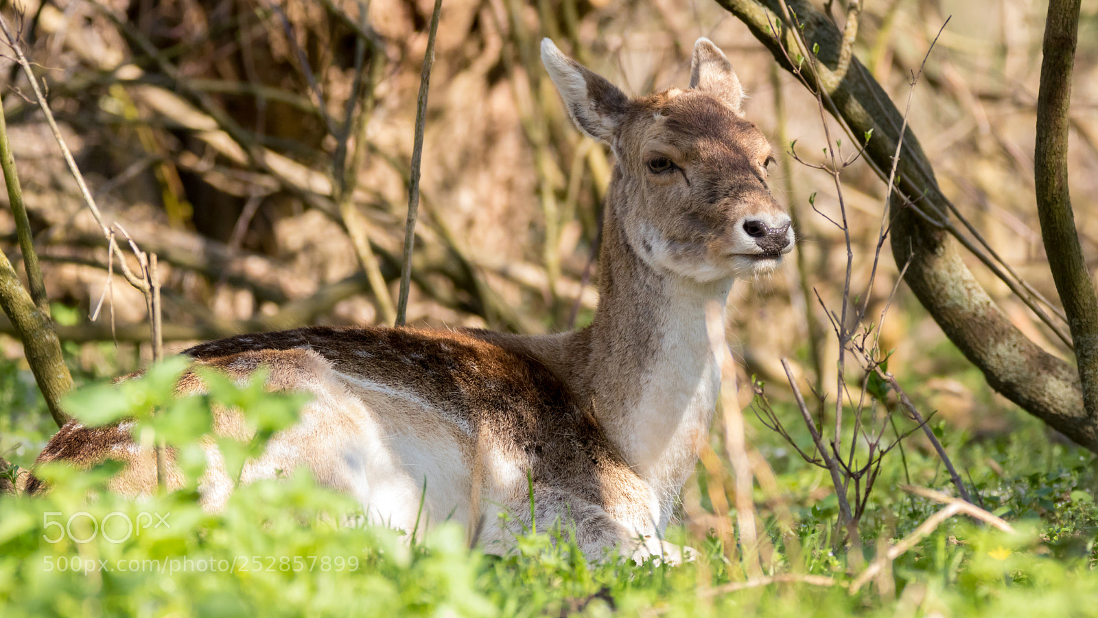 Canon EOS 750D (EOS Rebel T6i / EOS Kiss X8i) sample photo. Deer photography