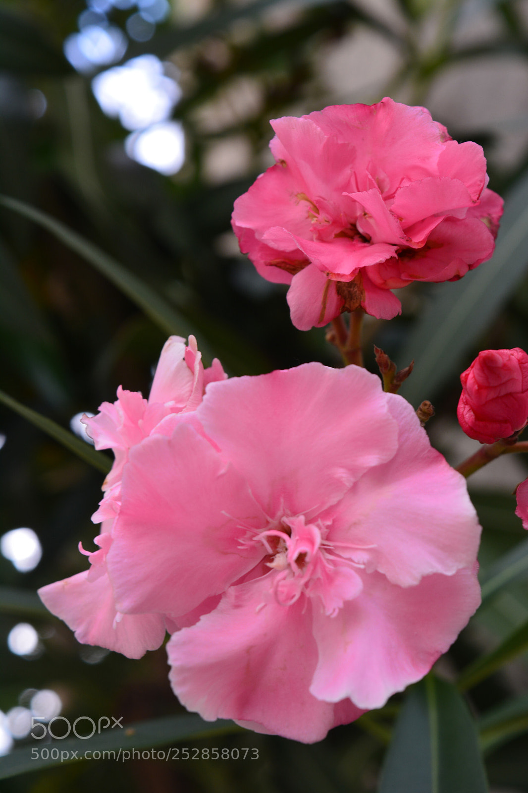 Nikon D5200 sample photo. Flower photography