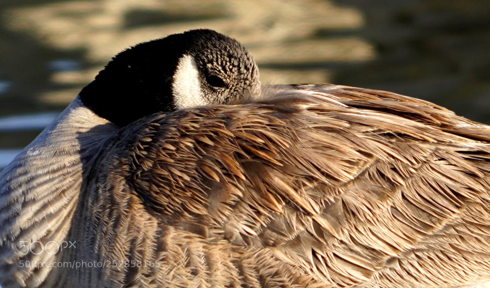 Sony a7R III sample photo. Sleeping goose photography