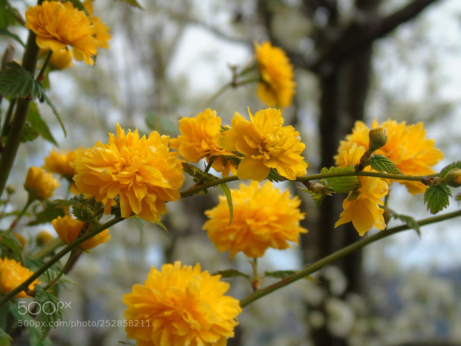 Sony Cyber-shot DSC-H400 sample photo. Beautiful spring photography