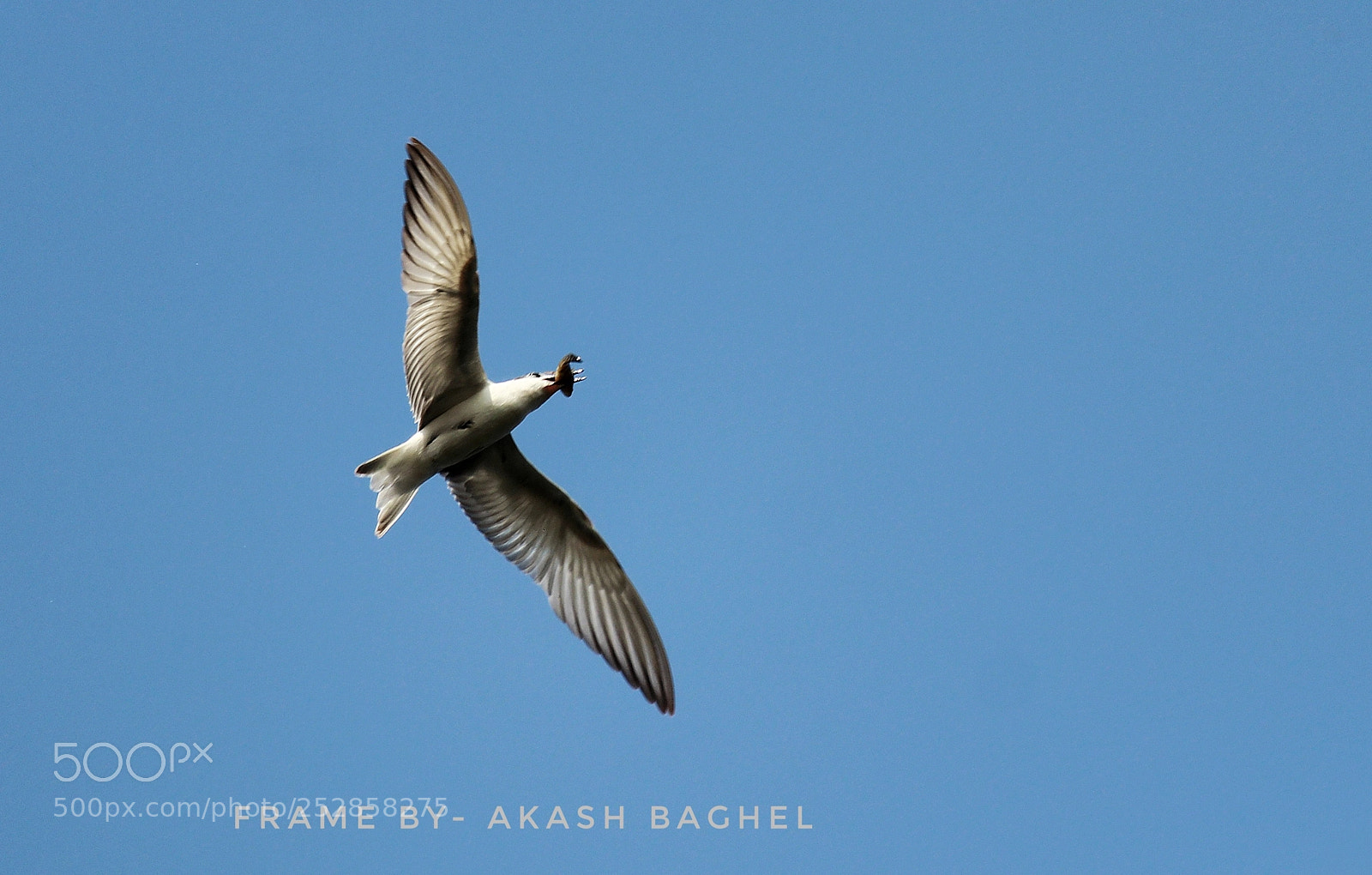 Canon EOS 60D sample photo. Whiskered tern photography