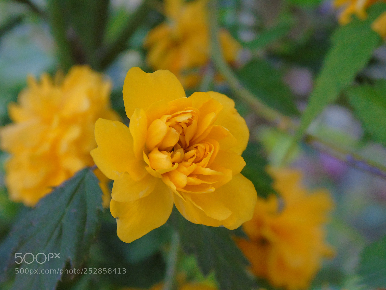 Sony Cyber-shot DSC-H400 sample photo. Macro vibes photography