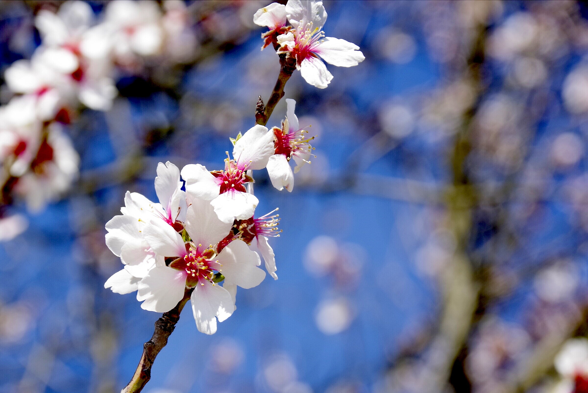 Pentax K-70 sample photo. Nice spring photography