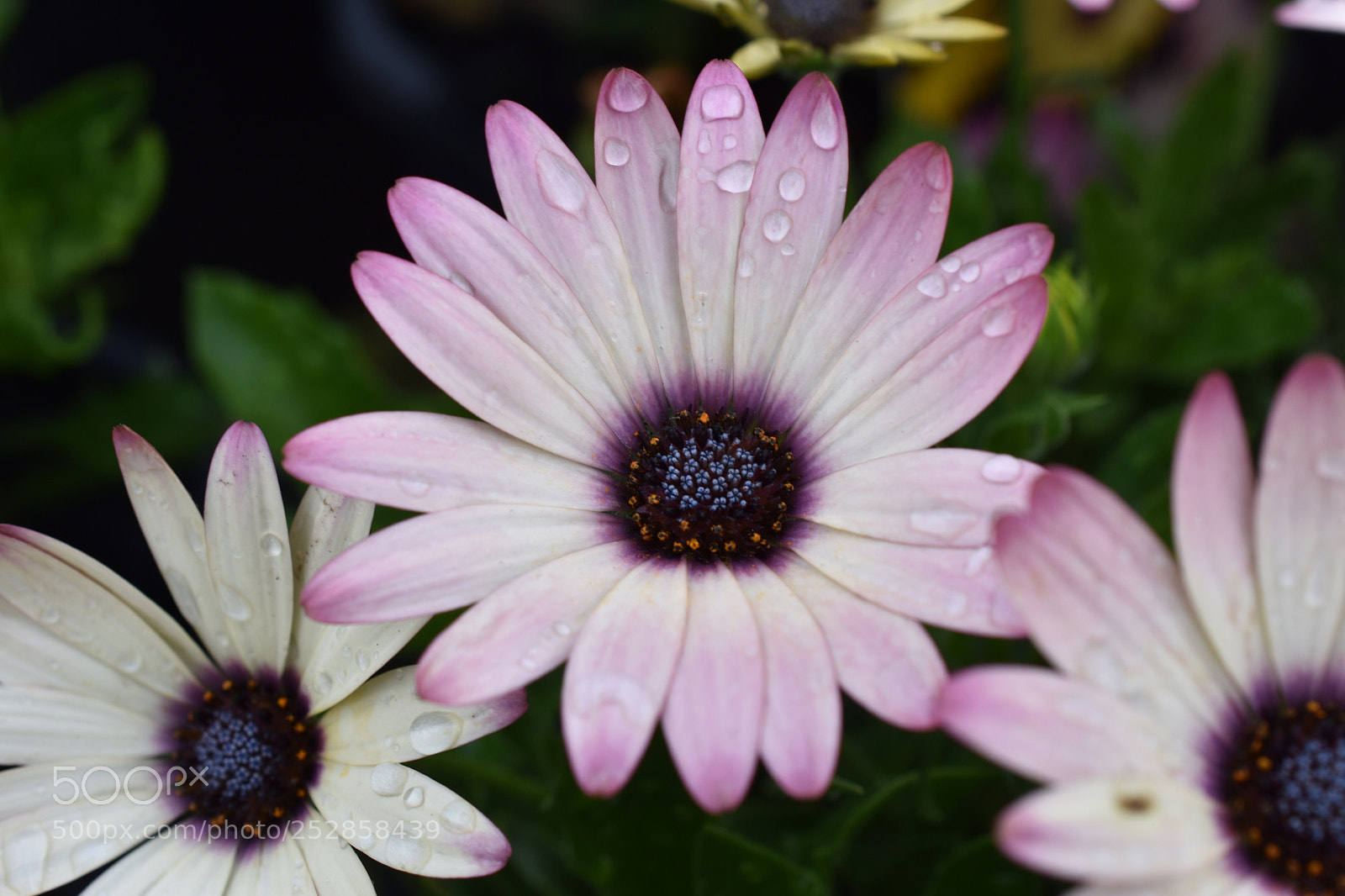 Nikon D3400 sample photo. Daisy arch photography