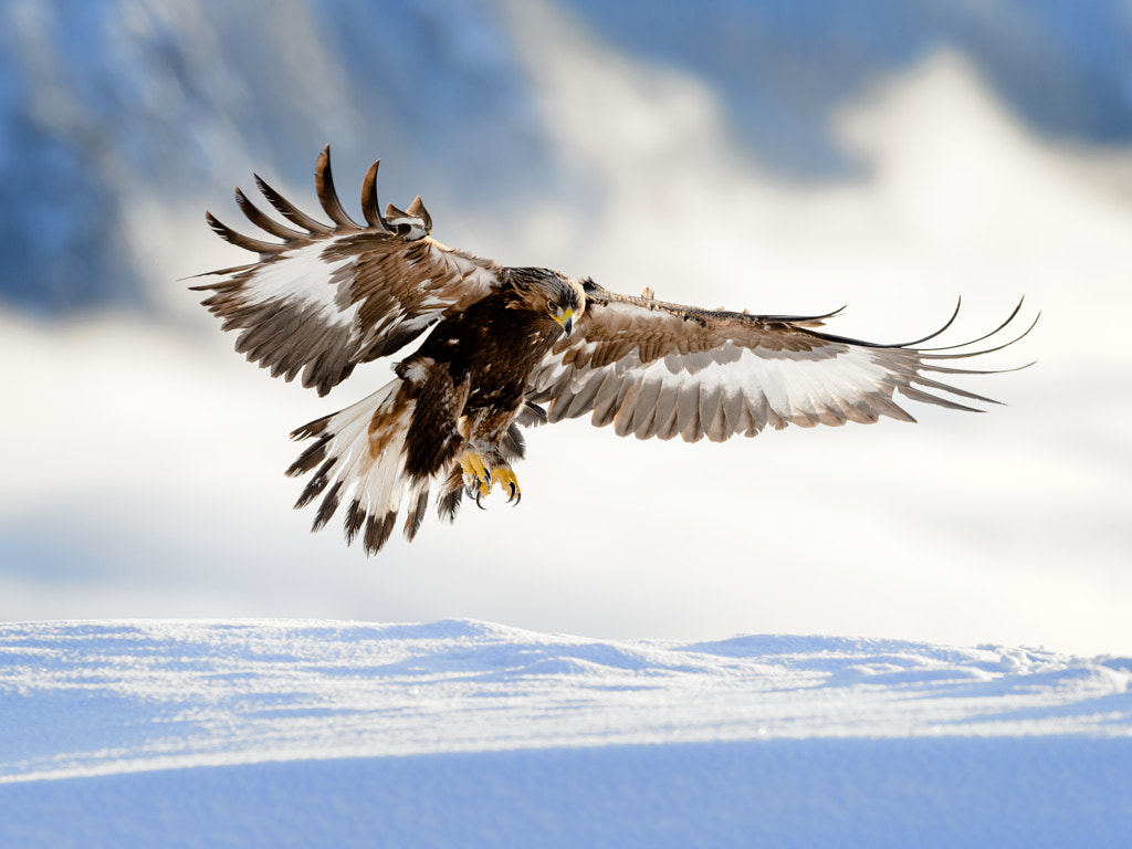 Golden eagle landing in snow, Telemark Norway by Bjørn H Stuedal on 500px.com