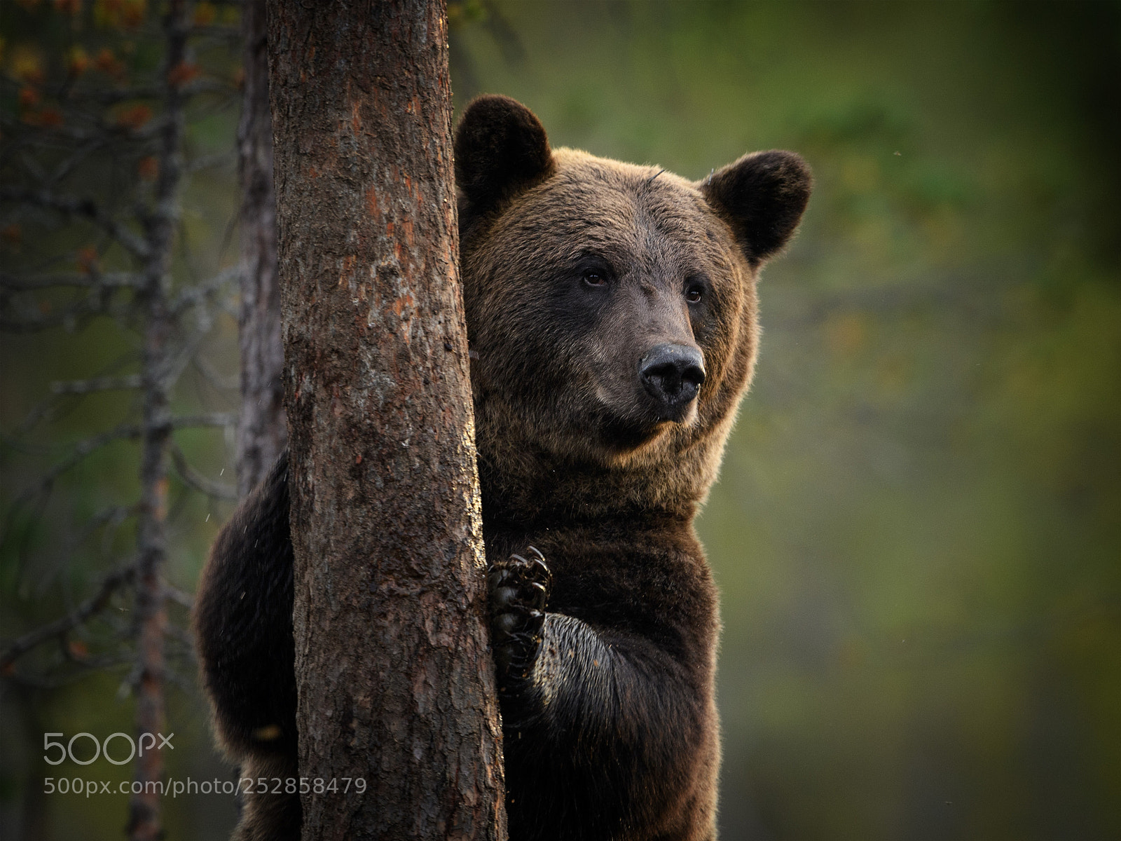 Nikon D5 sample photo. Scandinavian brown bear in photography