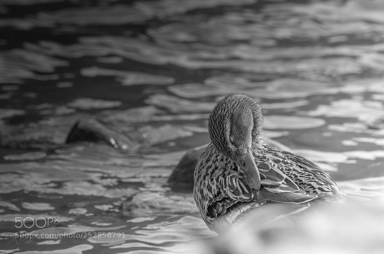 Nikon D500 sample photo. Duck in b/w photography