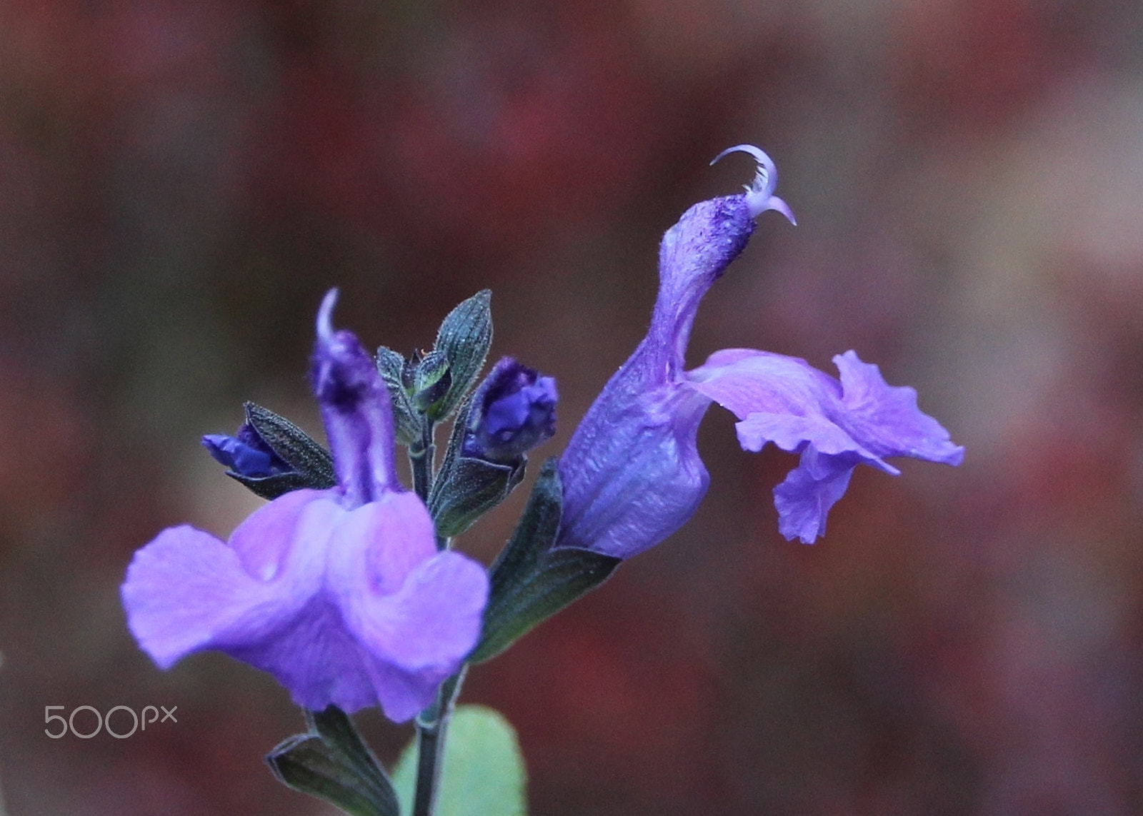 Canon EOS 600D (Rebel EOS T3i / EOS Kiss X5) sample photo. Purple salvia photography
