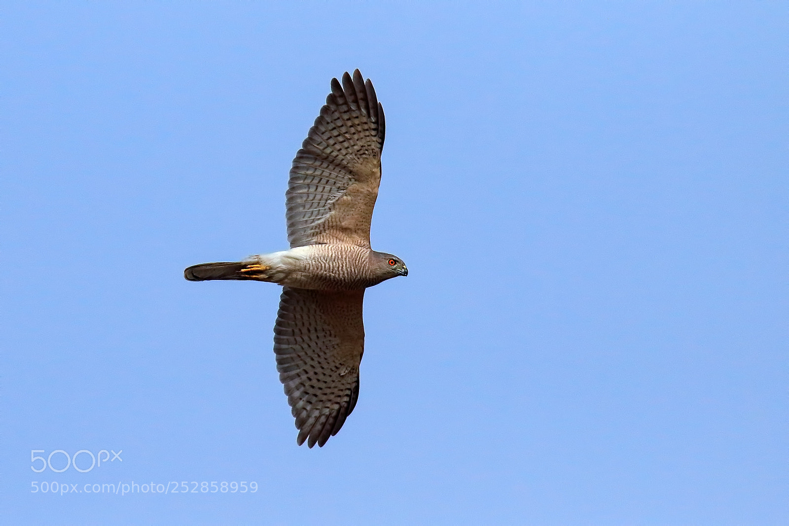 Canon EOS 7D Mark II sample photo. Shikra (male) photography