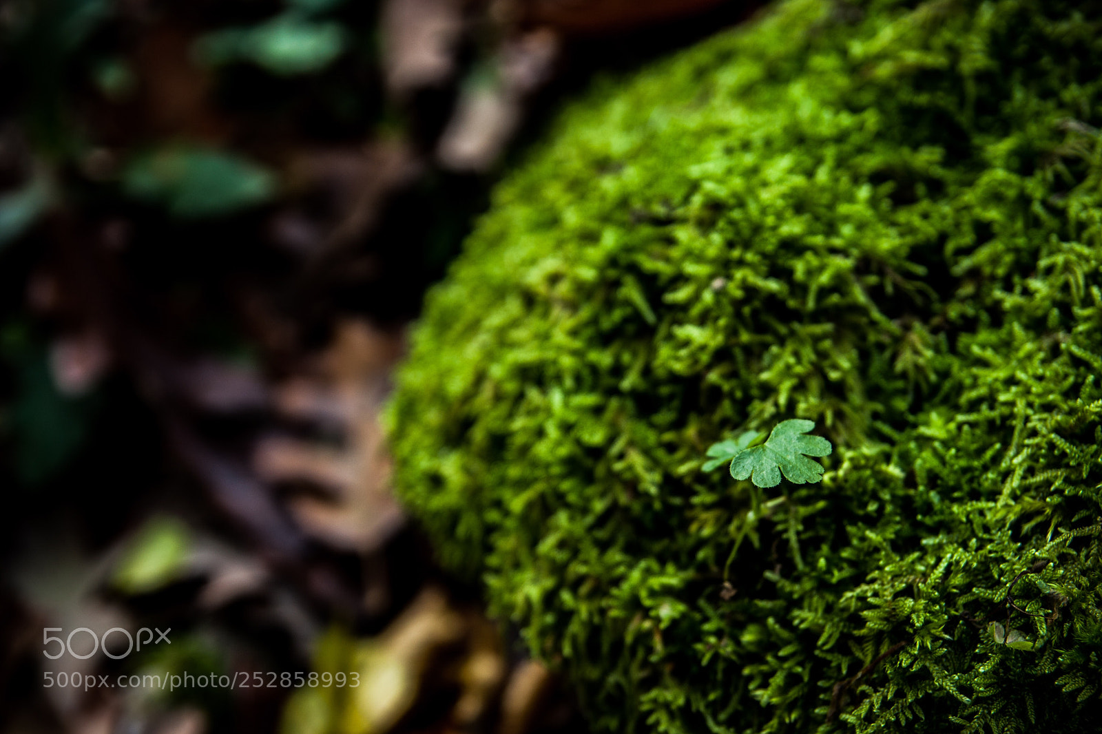 Canon EOS 40D sample photo. A tiny dream in photography