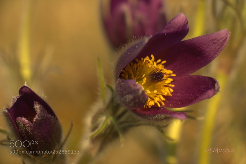 Canon EOS 700D (EOS Rebel T5i / EOS Kiss X7i) sample photo. Pulsatilla vulgaris photography