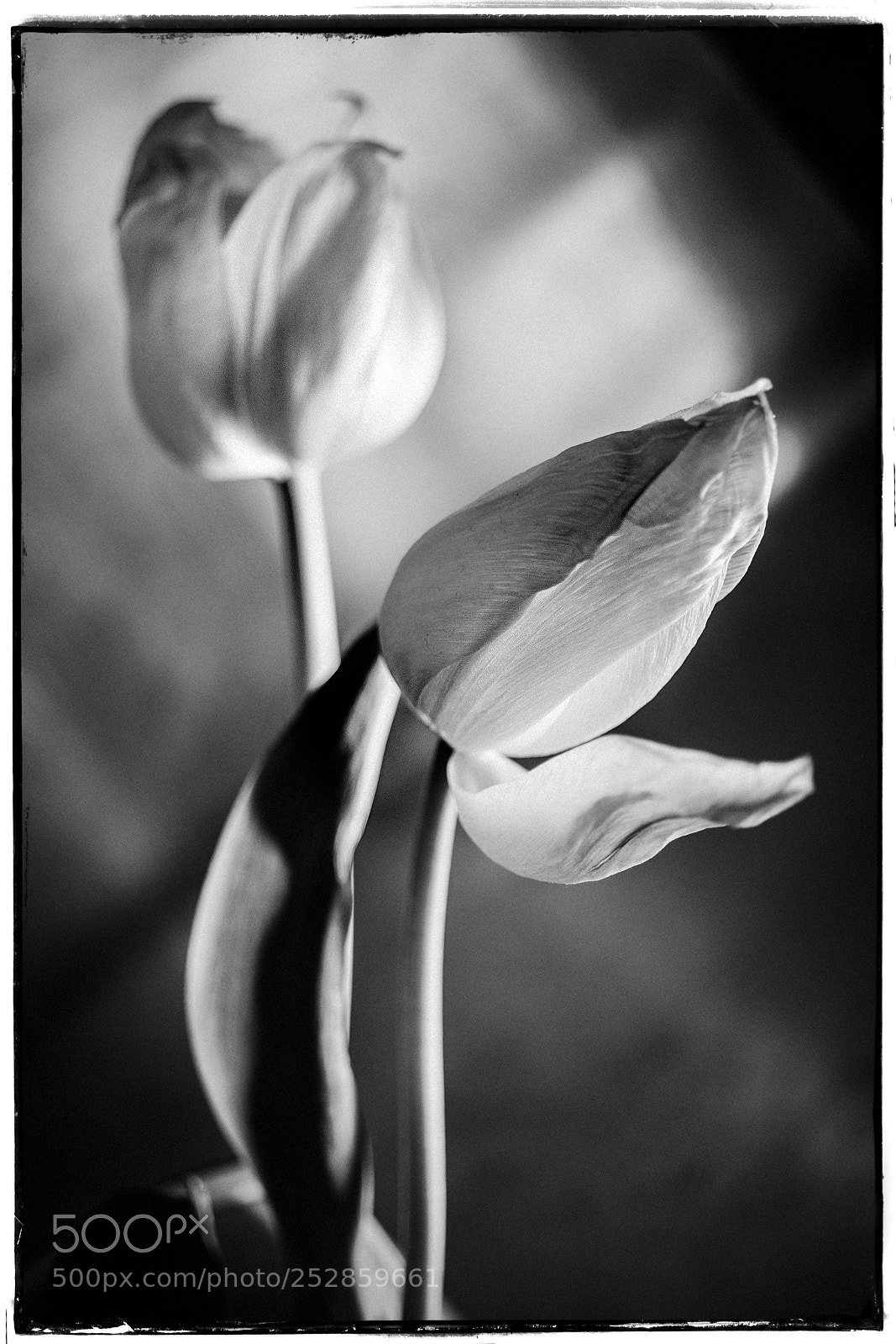 Sony a7 sample photo. The white tulips photography