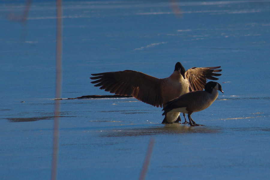 Canon EF-S 55-250mm F4-5.6 IS II sample photo. Stick the landing photography