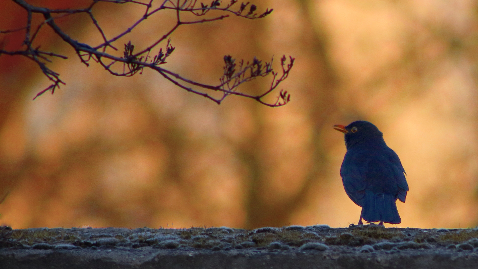 Canon EF 75-300mm f/4-5.6 sample photo. Bird gaze photography