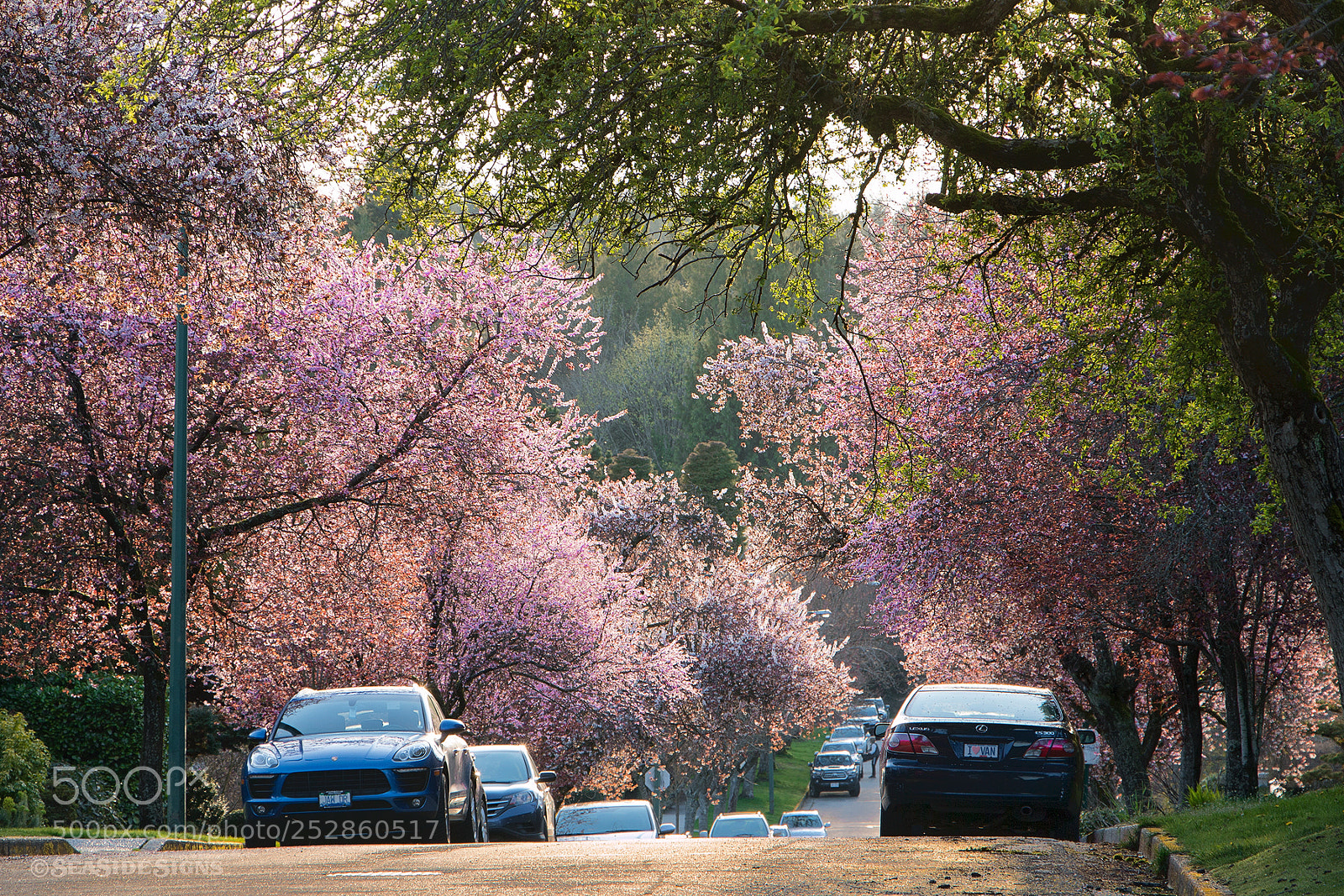 Canon EOS 70D sample photo. Bloomcouver  vancouver bc photography