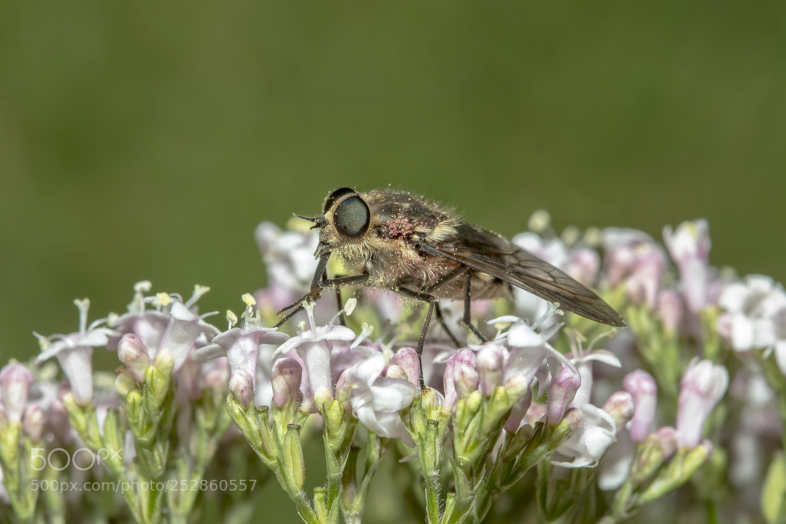 Canon EOS 7D Mark II sample photo. Feeding fly photography