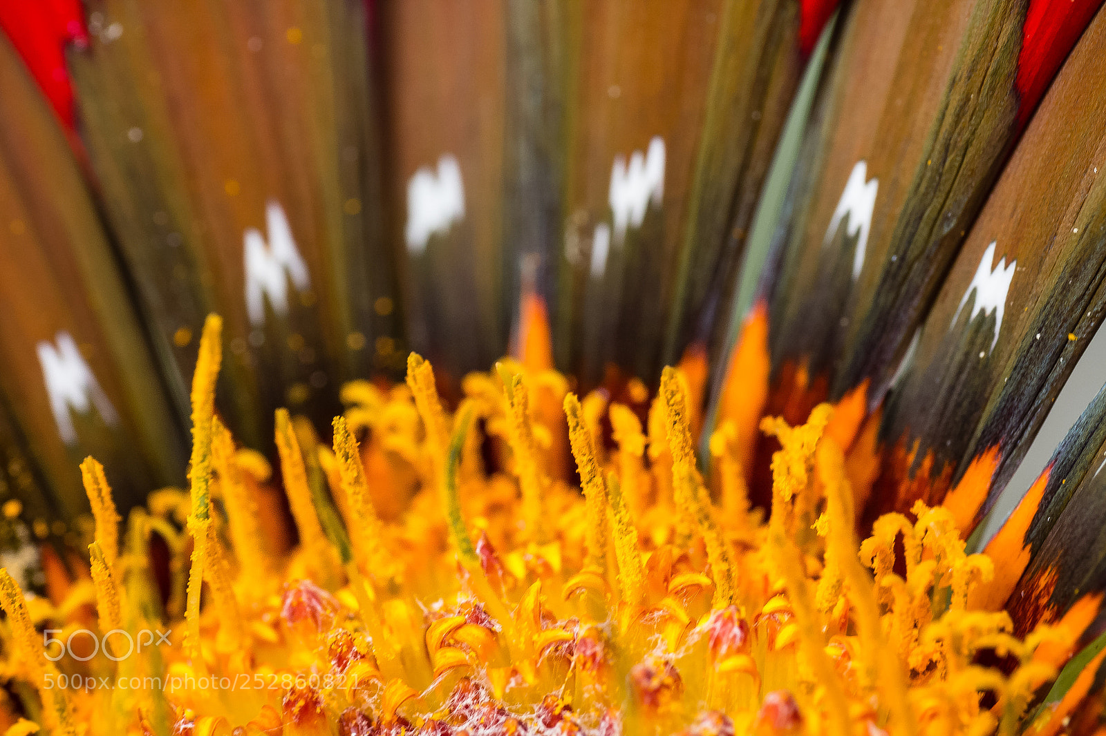 Canon EOS 60D sample photo. Gazania anthers photography
