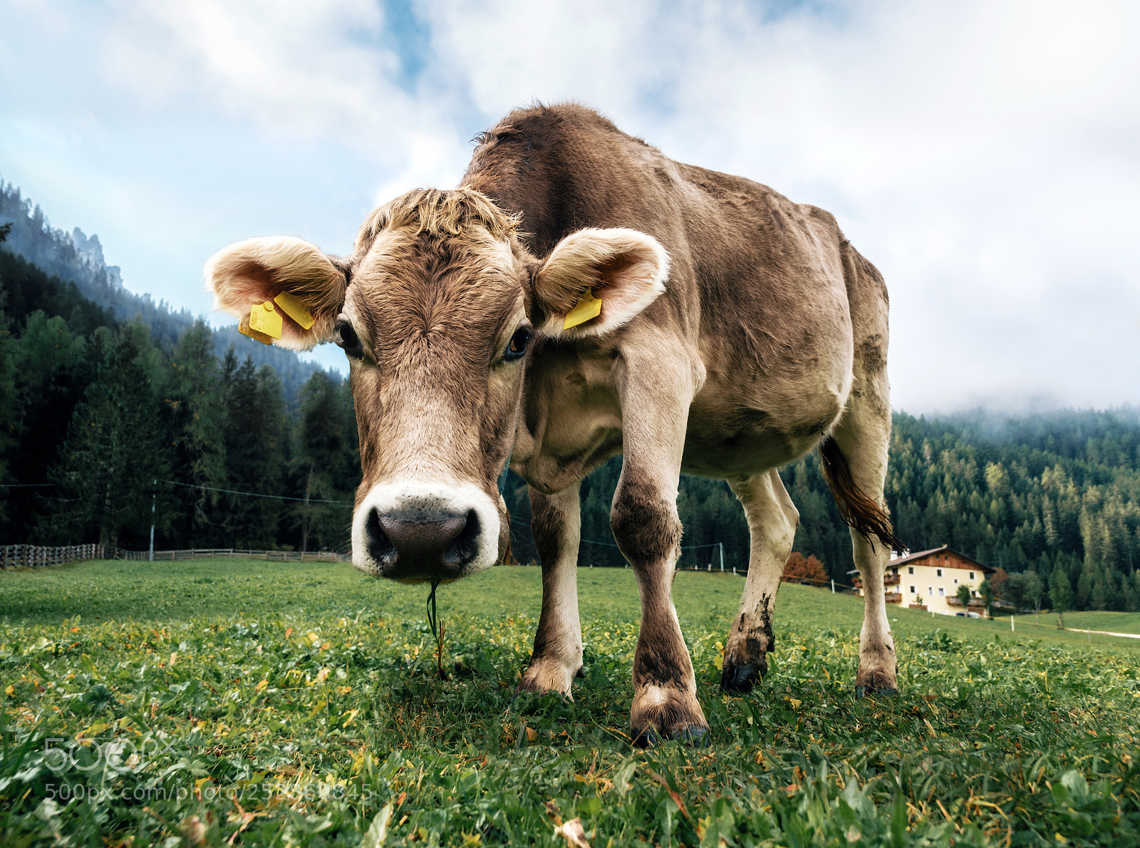 Nikon D7000 sample photo. Brown cows grazing in photography