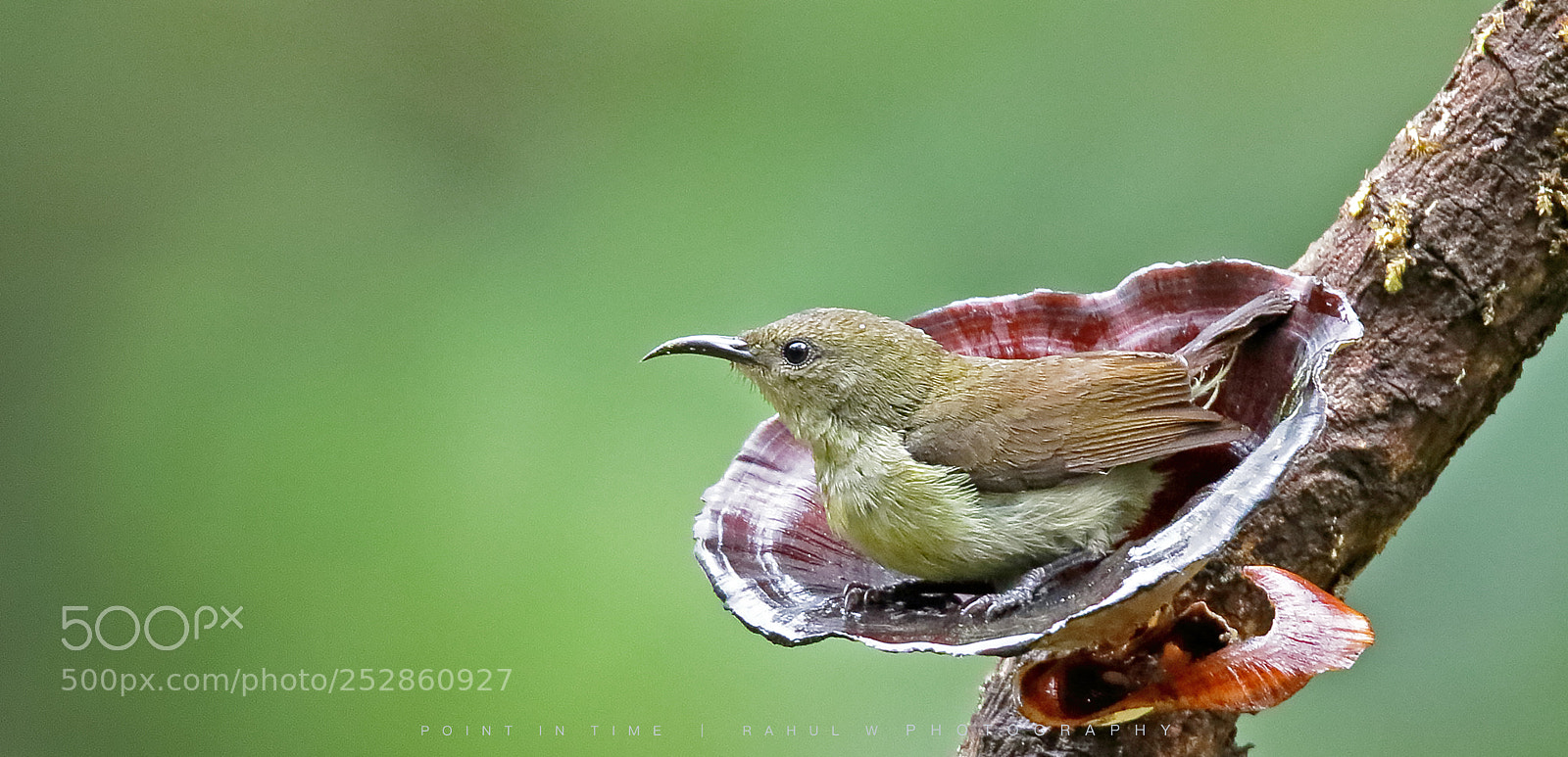 Canon EOS 7D Mark II sample photo. Crimson sunbird (f) photography