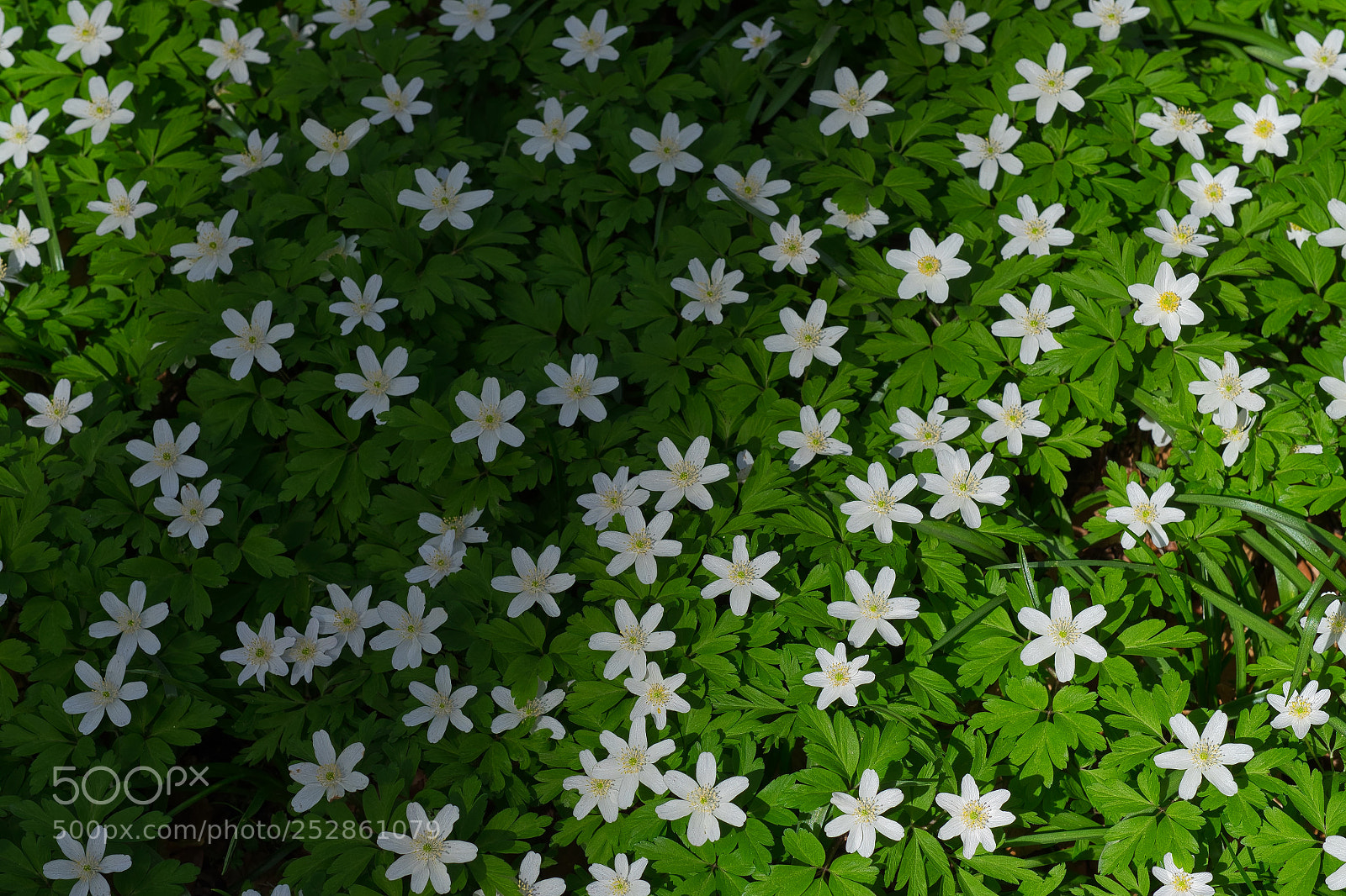 Fujifilm X-T1 sample photo. Anémones des bois photography