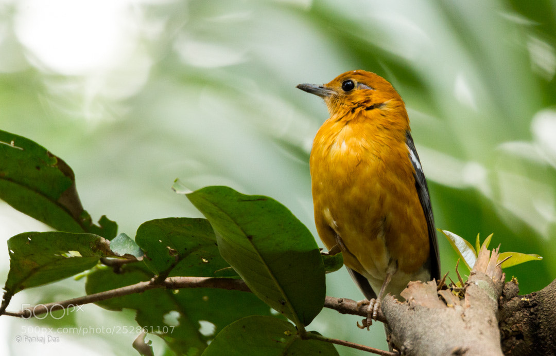 Canon EOS 700D (EOS Rebel T5i / EOS Kiss X7i) sample photo. Orange headed thrush photography