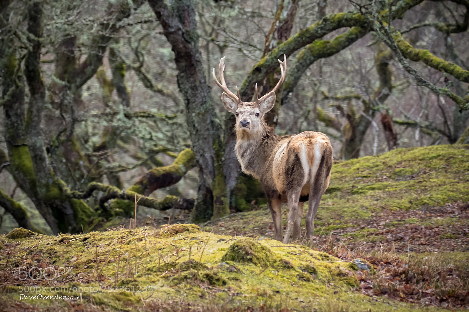 Canon EOS-1D X Mark II sample photo. Stag photography