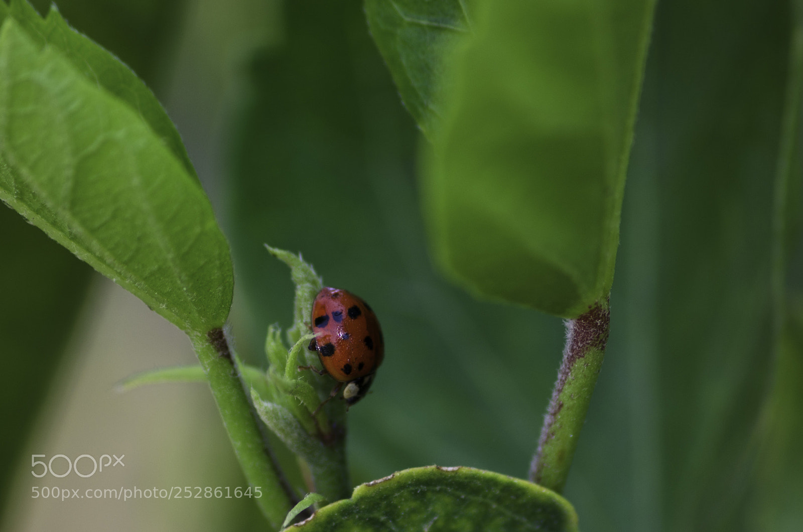 Nikon D5100 sample photo. Ladybug photography
