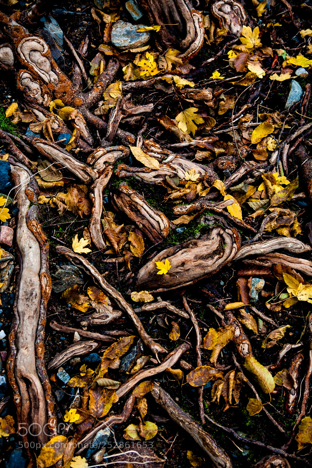Canon EOS 40D sample photo. Step of the forest.. photography
