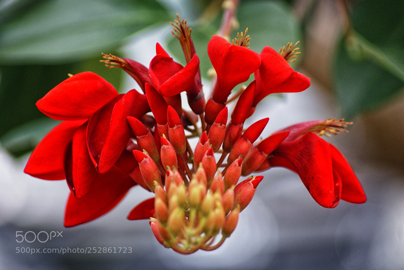 Sony Alpha DSLR-A200 sample photo. Red in close up photography