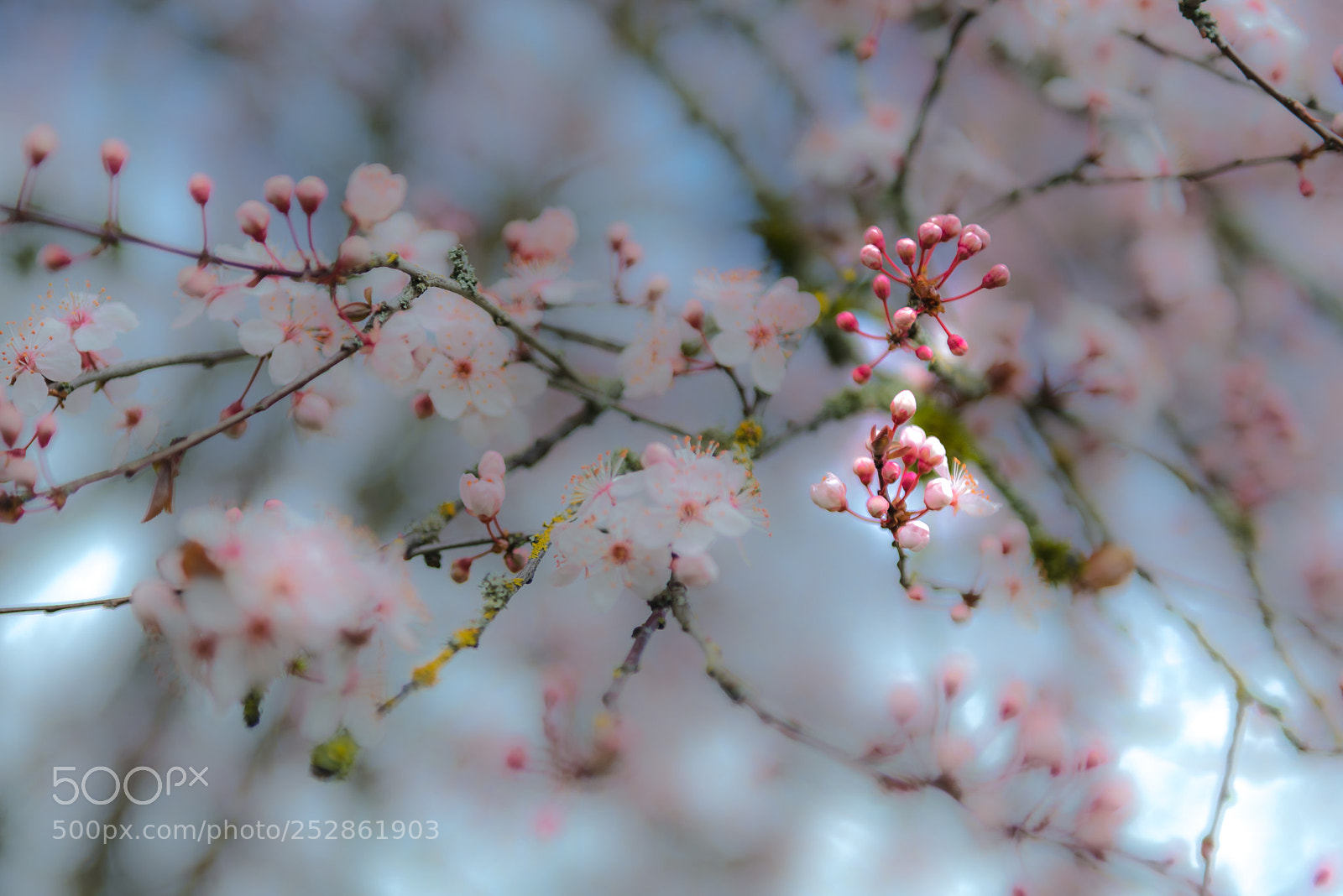 Nikon D800 sample photo. Cherry photography