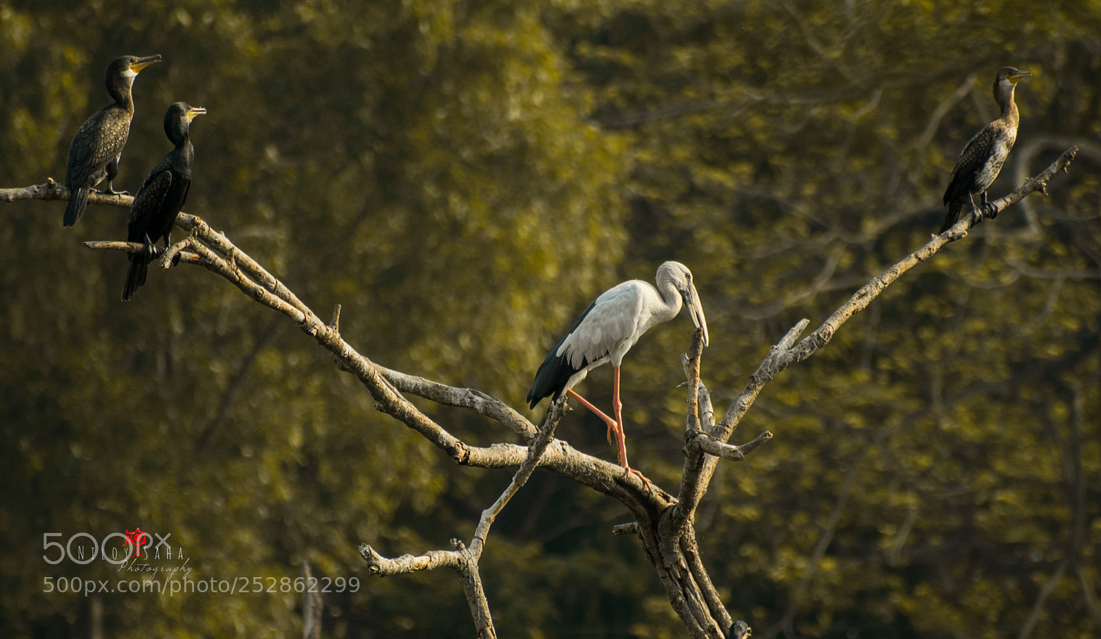 Nikon D5300 sample photo. White crane photography