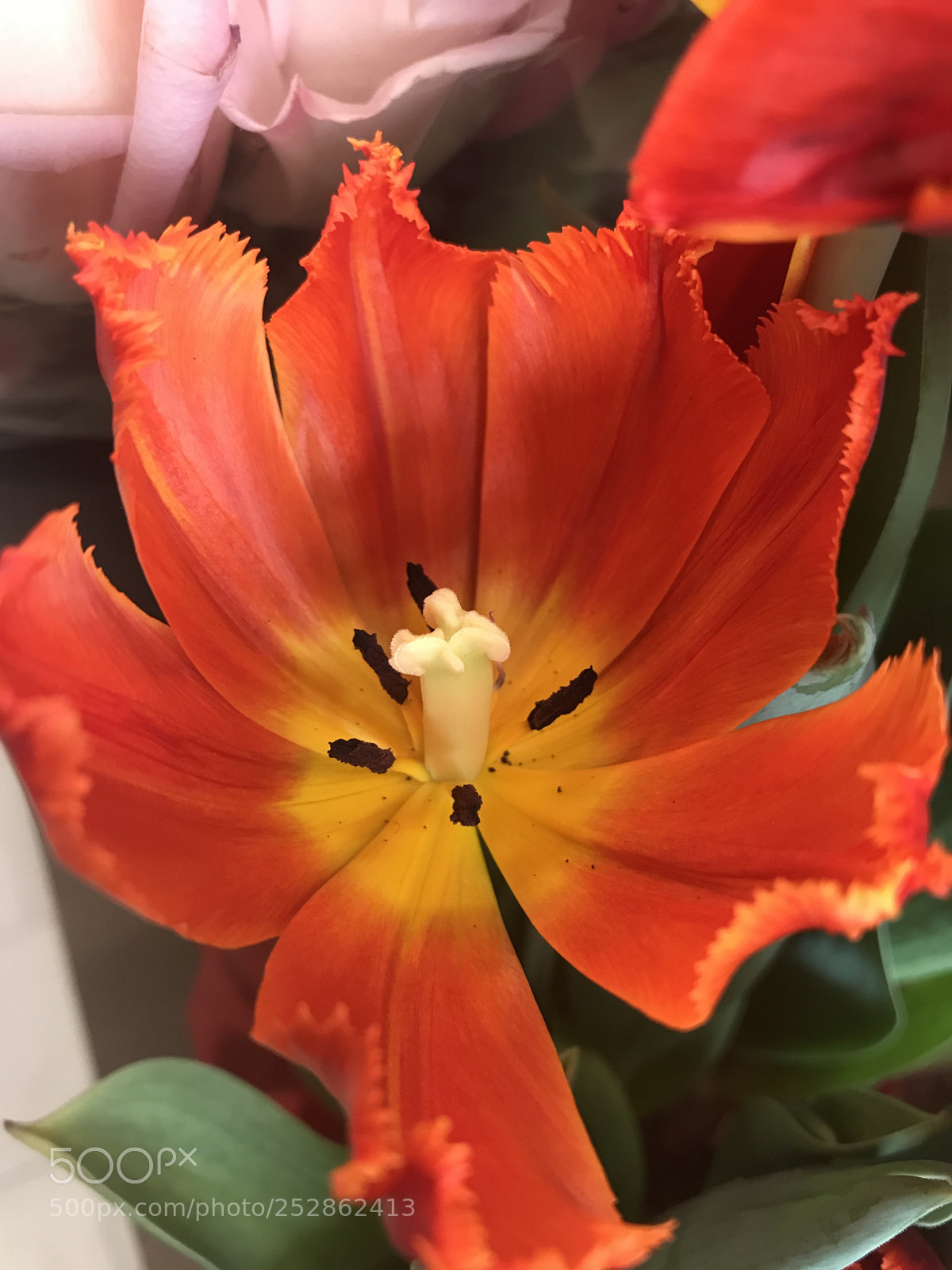 Apple iPhone 7 Plus sample photo. Orange/red flower photography